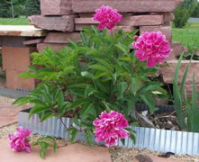Garden_20